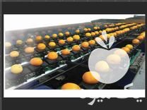 فروش تولید خط کامل انواع سورتینگ در مازندران در گروه واحد تولیدی - کشاورزی فرآوری بسته بندی کارتن تعاونی در یکمیوه -عکس1