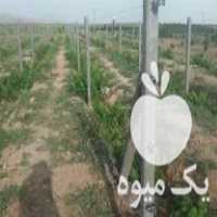 فروش پایه فنس و تیرچه داربستی باغ انگور توری در همدان در گروه خرید فروش لوازم باغبانی - خرید فروش نو دست دوم در یکمیوه
