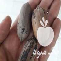 فروش ارائه قلم گردو گلدانی نژاد پکان امریکایی پوست کاغذ در ساری در گروه خرید فروش نهال - انواع گردو پسته بادام سلطانی انگور در یکمیوه