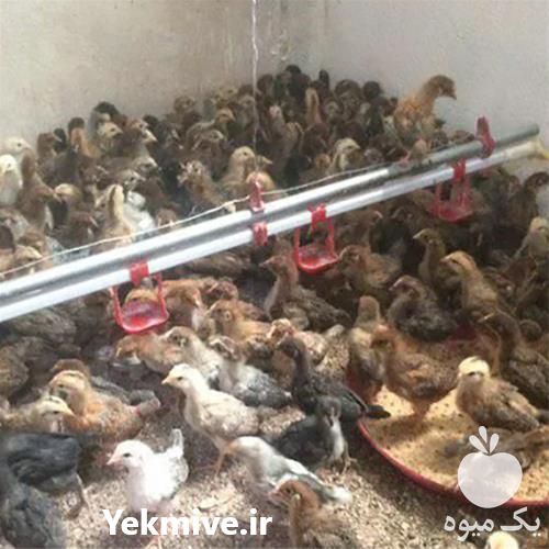 فروش جوجه مرغ و خروس رسمی تخمگذار - طیور در تهران در گروه مرغ و خروس و بوقلمون و اردک قو قاز در یکمیوه -عکس1