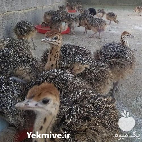 فروش جوجه بوقلمون و شتر مرغ در تهران در گروه مرغ و خروس و بوقلمون و اردک قو قاز در یکمیوه -عکس1