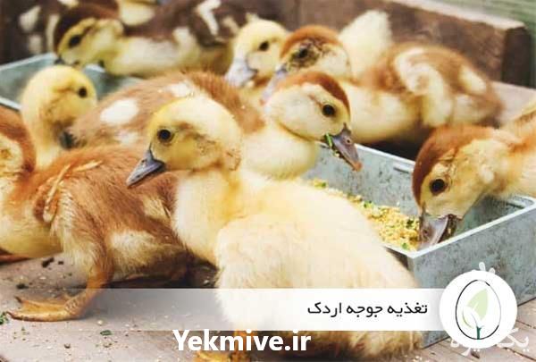 فروش اردک 1 روزه نژاد پکن در تهران در گروه مرغ و خروس و بوقلمون و اردک قو قاز در یکمیوه -عکس1