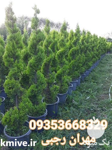 خدمات باغبانی فضای سبز و هرس گل و گیاه در تهران در گروه سمپاشی - خدمات باغ محصولات کشاورزی در یکمیوه -عکس1