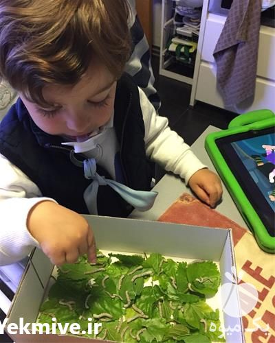 خرید کرم ابریشم ارسال به تمام نقاط در تهران در گروه سایر محصولات دام و طیور در یکمیوه -عکس1