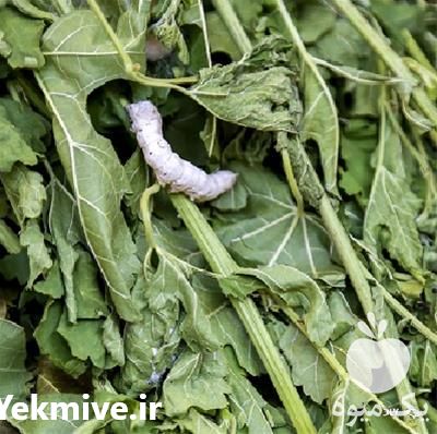 فروش دوره آموزش پرورش کرم ابریشم و پیله کرم در تهران در گروه مشاوره - راه اندازی بازاریابی کسب درآمد بهبود کسب و کار در یکمیوه -عکس1