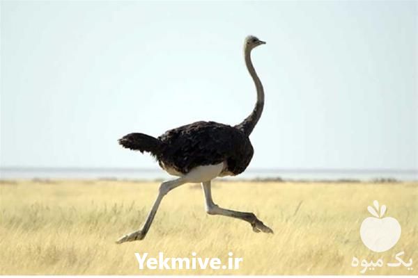 فروش جوجه شتر مرغ 15 روزه در تهران در گروه مرغ و خروس و بوقلمون و اردک قو قاز در یکمیوه -عکس1