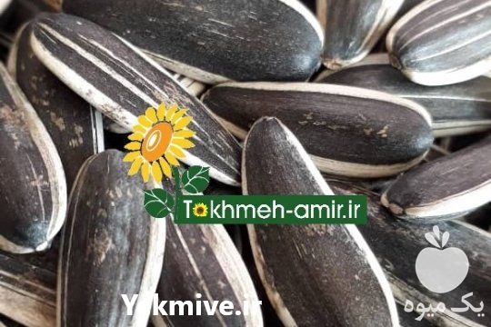 فروش پخش عمده انواع تخمه در تهران در گروه خرید فروش عمده آفتابگردان - تخمه خوی دیم گل در یکمیوه -عکس1