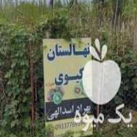 فروش نهال کیوی هایواردوخونی در تنکابن در گروه خرید فروش نهال - انواع گردو پسته بادام سلطانی انگور در یکمیوه