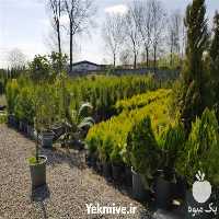 خدمات باغبانی و احداث فضای سبز در تهران در گروه سازنده - گلخانه باغ مدرن سالن صنعتی سوله انبار در یکمیوه