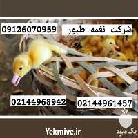فروش جوجه اردک یک روزه پکنی در تهران در گروه مرغ و خروس و بوقلمون و اردک قو قاز در یکمیوه