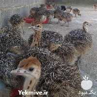 فروش جوجه بوقلمون و شتر مرغ در تهران در گروه مرغ و خروس و بوقلمون و اردک قو قاز در یکمیوه