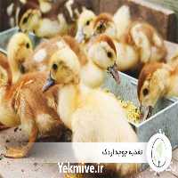 فروش اردک 1 روزه نژاد پکن در تهران در گروه مرغ و خروس و بوقلمون و اردک قو قاز در یکمیوه