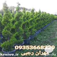 خدمات باغبانی فضای سبز و هرس گل و گیاه در تهران در گروه سمپاشی - خدمات باغ محصولات کشاورزی در یکمیوه