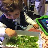 خرید کرم ابریشم ارسال به تمام نقاط در تهران در گروه سایر محصولات دام و طیور در یکمیوه