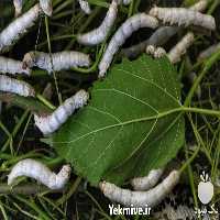 فروش دوره آموزشی پرورش کرم ابریشم کامل و جامع در تهران در گروه مشاوره - راه اندازی بازاریابی کسب درآمد بهبود کسب و کار در یکمیوه