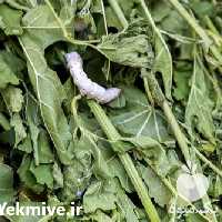 فروش دوره آموزش پرورش کرم ابریشم و پیله کرم در تهران در گروه مشاوره - راه اندازی بازاریابی کسب درآمد بهبود کسب و کار در یکمیوه