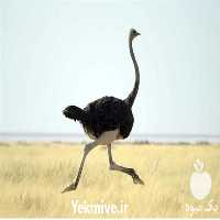 فروش جوجه شتر مرغ 15 روزه در تهران در گروه مرغ و خروس و بوقلمون و اردک قو قاز در یکمیوه