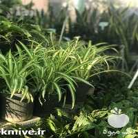 فروش خدمات باغبانی  ،  سمپاشی در کرمان  در گروه سمپاشی - خدمات باغ محصولات کشاورزی در یکمیوه