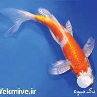 تکثیر ،  پرورش و فروش ماهی در تهران در گروه انواع ماهی - سالمون شیر کپور قرمز شوریده سفید گوپی مرکب در یکمیوه