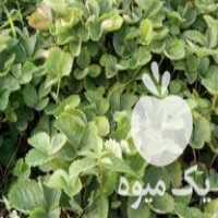 فروشی بوته توت فرنگی در ساری در گروه خرید فروش عمده توت فرنگی - خرید فروش عمده قرمز سفید در یکمیوه