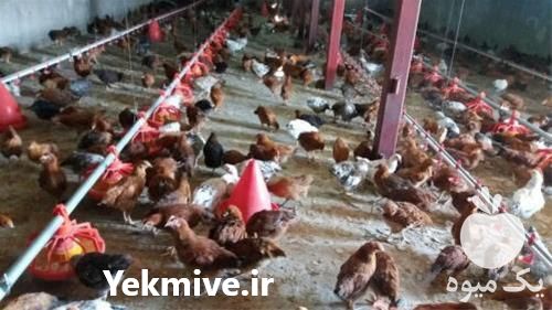 فروش مرغ تخم گذار - سپید طیوران - طیور در تهران در گروه مرغ و خروس و بوقلمون و اردک قو قاز در یکمیوه -عکس1