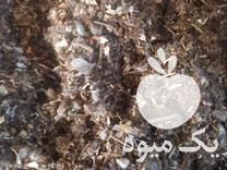 فروش خوراک دام خاک پنبه در اصفهان در گروه خوراک دام و طیور - پرواری شیری علوفه یونجه در یکمیوه -عکس1