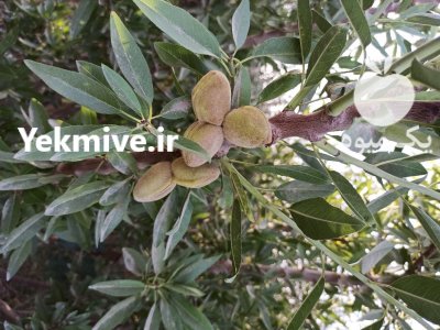 فروش ارقام نهال بادام در میاندوآب در گروه خرید فروش نهال - انواع گردو پسته بادام سلطانی انگور در یکمیوه -عکس2