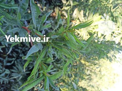 فروش ارقام نهال بادام در میاندوآب در گروه خرید فروش نهال - انواع گردو پسته بادام سلطانی انگور در یکمیوه -عکس3