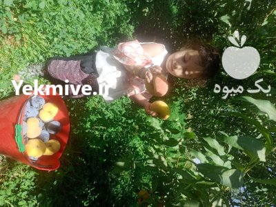 خرید و قیمت ارقام نهال هلو در میاندوآب در گروه خرید فروش نهال - انواع گردو پسته بادام سلطانی انگور در یکمیوه -عکس1