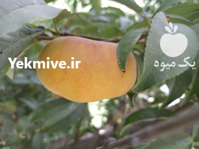 خرید و قیمت ارقام نهال هلو در میاندوآب در گروه خرید فروش نهال - انواع گردو پسته بادام سلطانی انگور در یکمیوه -عکس2