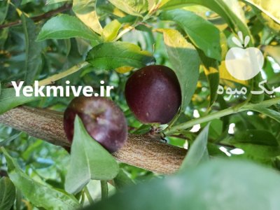 خرید و قیمت ارقام نهال شلیل در میاندوآب در گروه خرید فروش نهال - انواع گردو پسته بادام سلطانی انگور در یکمیوه -عکس2