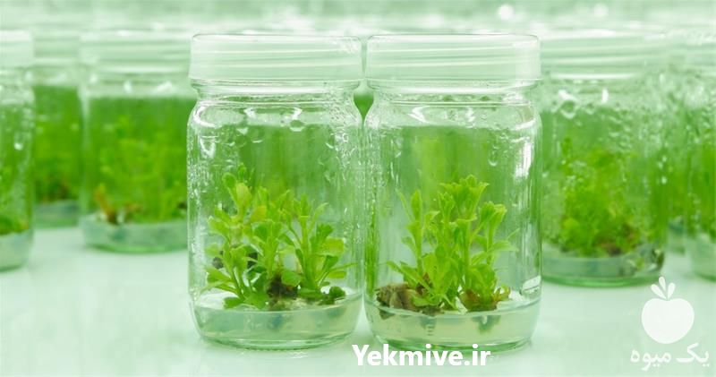 فروش مواد و ابزارآلات کشت بافت در یزد در گروه سایر محصولات دام و طیور در یکمیوه -عکس1