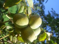 قیمت نهال گردو فرنور در میاندوآب در گروه خرید فروش نهال - انواع گردو پسته بادام سلطانی انگور در یکمیوه