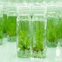 فروش مواد و ابزارآلات کشت بافت در یزد در گروه سایر محصولات دام و طیور در یکمیوه