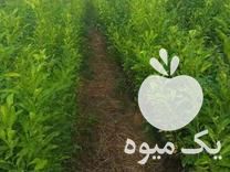 فروش نهال نارنج در قائم شهر در گروه خرید فروش نهال - انواع گردو پسته بادام سلطانی انگور در یکمیوه -عکس1