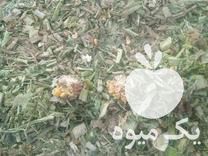 فروش یونجه و ذرت علوفه در میاندوآب در گروه خوراک دام و طیور - پرواری شیری علوفه یونجه در یکمیوه -عکس1