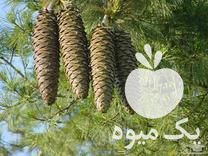 خریدار نهال چلغوزه افغانستان در تهران در گروه خرید فروش نهال - انواع گردو پسته بادام سلطانی انگور در یکمیوه -عکس1