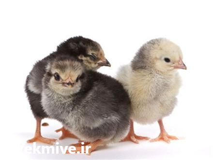 فروش انواع جوجه مرغ بومی در تهران در گروه مرغ و خروس و بوقلمون و اردک قو قاز در یکمیوه -عکس1