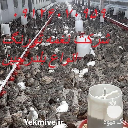 فروش بلدرچین در تهران در گروه مرغ و خروس و بوقلمون و اردک قو قاز در یکمیوه -عکس1