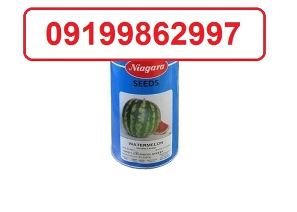 خرید بذر هندوانه نیاگارا در یزد در گروه خرید فروش بذر - انواع محصول کشاورزی گوجه کتان میوه درخت در یکمیوه -عکس1