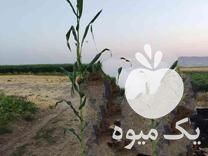 فروش ذرت علوفه درجه 1 در کرمانشاه در گروه خوراک دام و طیور - پرواری شیری علوفه یونجه در یکمیوه -عکس1