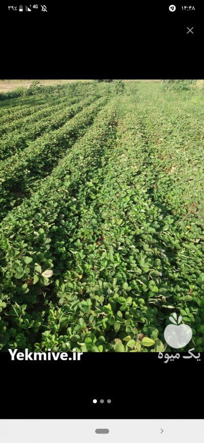 آگهی مشابه نهال توت فرنگی کاماروس دلند در گلستان در گروه خرید فروش عمده توت فرنگی - خرید فروش عمده قرمز سفید در یکمیوه