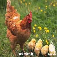 فروش مرغ تخم گذار محلی گلپایگان - طیور در تهران در گروه مرغ و خروس و بوقلمون و اردک قو قاز در یکمیوه