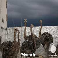 خرید و فروش شترمرغ در سنین مختلف - طیور در تهران در گروه مرغ و خروس و بوقلمون و اردک قو قاز در یکمیوه