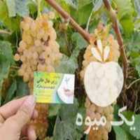 فروش نهالستان زرین نهال مهندس خانی در ارومیه در گروه خرید فروش نهال - انواع گردو پسته بادام سلطانی انگور در یکمیوه