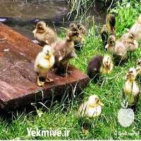 فروش جوجه اردک یک روزه در تهران در گروه مرغ و خروس و بوقلمون و اردک قو قاز در یکمیوه