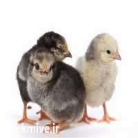 فروش انواع جوجه مرغ بومی در تهران در گروه مرغ و خروس و بوقلمون و اردک قو قاز در یکمیوه