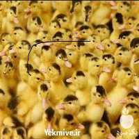 فروش و پخش جوجه اردک یک روزه پکنی در تهران در گروه مرغ و خروس و بوقلمون و اردک قو قاز در یکمیوه