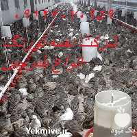 فروش بلدرچین در تهران در گروه مرغ و خروس و بوقلمون و اردک قو قاز در یکمیوه