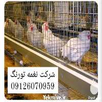 فروش پرورش مرغ تخم گذار در قفس در تهران در گروه مرغ و خروس و بوقلمون و اردک قو قاز در یکمیوه